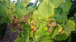 Cru Goulaine
