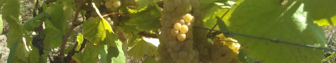 Retour sur les vendanges 2017 du Cru Goulaine